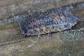 Closeup on a colorful Rathke's Woodlouse , Trachelipus rathkii sitting on a piece of wood