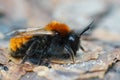 Closeup on a colorful red and black female Tawny mining bee , Andrena fulva sitting on wood