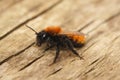 Closeup on a colorful red and black haired female Twany mining bee, Andrena fulva Royalty Free Stock Photo