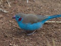 Closeup of colorful Red-cheeked Cordon-bleu Uraeginthus bengalus bird on ground Lake Tana, Gorgora, Ethiopia