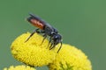 Closeup on a colorful red cleptoparasite blood bee, Sphecodes drinking nectar from a yellow Tansy flower Royalty Free Stock Photo