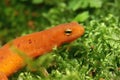 Closeup on a colorful red eft stage juvenile Red-spotted newt Notophthalmus viridescens Royalty Free Stock Photo