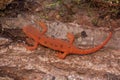 Closeup on a colorful red eft stage juvenile Red-spotted newt Notophthalmus viridescens Royalty Free Stock Photo