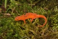 Closeup on a colorful red eft stage juvenile Red-spotted newt Notophthalmus viridescens sitting on moss Royalty Free Stock Photo