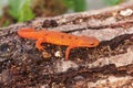 Closeup on a colorful red eft stage juvenile Red-spotted newt Notophthalmus viridescens Royalty Free Stock Photo