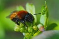 Closeup on colorful red furrey female Tawny mining bee, Andrena fulva sitting on a green leaf