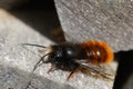 Closeup on a colorful red hairy male European orchard mason solitary bee, Osmia cornuta at the bee-hotel Royalty Free Stock Photo