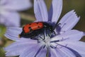 Closeup on a colorful red Mediterranean blister beetle , Mylabris quadripunctata in a blue wild chicory flower Royalty Free Stock Photo