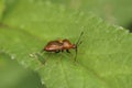 Closeup on the colorful red mirid bug, Deraeocoris ruber sitting on a green leaf Royalty Free Stock Photo