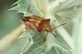 Closeup on a colorful red and orange Mediteranean shiedlbug, Carpocoris mediterraneus atlanticus