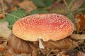 Closeup on a colorful red but poisonous fly agaric mushroom, Amanita Muscaria on the forest floor Royalty Free Stock Photo