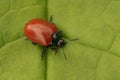 Closeup on the colorful red Poplar leaf beetle, Chrysomela populi, sitting on a green leaf Royalty Free Stock Photo