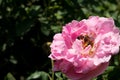 Closeup colorful rose flowers on tree, Sweet love concepts, Romance concepts, Macro images Royalty Free Stock Photo