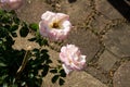 Closeup colorful rose flowers on tree, Sweet love concepts, Romance concepts, Macro images Royalty Free Stock Photo