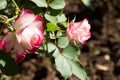 Closeup colorful rose flowers on tree, Sweet love concepts, Romance concepts, Macro images Royalty Free Stock Photo