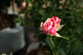 Closeup colorful rose flowers on tree, Sweet love concepts, Romance concepts, Macro images Royalty Free Stock Photo