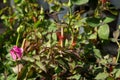 Closeup colorful rose flowers on tree, Sweet love concepts, Romance concepts, Macro images Royalty Free Stock Photo