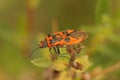 Closeup on a colorful scentless plant bug, Corizus hyoscyami sitting Royalty Free Stock Photo