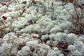 Colorful Powderpuff Lichen, Also Called Reindeer or Swamp Moss