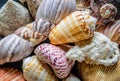 Closeup of Colorful Seashell