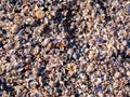 Closeup of colorful seashells on a beach