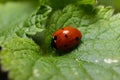 Closeup on the colorful seven-spot ladybird, Coccinella septempunctata on a green leaf in the garden