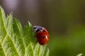 Closeup on the colorful seven-spot ladybird, Coccinella septempunctata on a green leaf in the garden