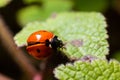 Closeup on the colorful seven-spot ladybird, Coccinella septempunctata on a green leaf in the garden Royalty Free Stock Photo