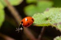 Closeup on the colorful seven-spot ladybird, Coccinella septempunctata on a green leaf in the garden Royalty Free Stock Photo