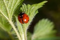 Closeup on the colorful seven-spot ladybird, Coccinella septempunctata on a green leaf in the garden Royalty Free Stock Photo