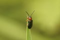 Closeup on a colorful small beetle, Oulema duftschmidi