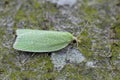 Closeup of a colorful small Green Oak Tortrix micro moth, Tortrix viridana on wood