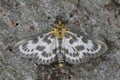 Closeup on the colorful small magpie moth, Anania hortulata sitting on wood with spread wings