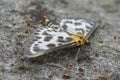 Closeup on the colorful small magpie moth, Anania hortulata sitting on wood with spread wings Royalty Free Stock Photo