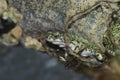 Closeup on a colorful small North American, Western Green Toad, Anaxyrus or Bufo debilis hiding between stones Royalty Free Stock Photo