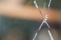 Closeup colorful spider on cobweb with copy space