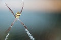 Closeup colorful spider on cobweb with copy space