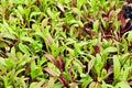 Closeup of colorful swiss chard microgreens sprouting Royalty Free Stock Photo