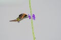 Closeup of a colorful Tufted Coquette hummingbird feeding on a flower on gray background