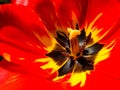 Flashy Bright and Colorful Tulip Petals - Closeup Royalty Free Stock Photo