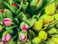 Closeup colorful tulips flowers growth in fresh spring at holiday warm sunlight in the farm Royalty Free Stock Photo