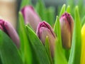 Closeup colorful tulips flowers growth in fresh spring at holiday warm sunlight in the farm