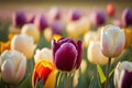 Closeup Colorful tulips grow and bloom in close proximity to one another. Springtime. generative AI Royalty Free Stock Photo