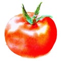 Closeup of colorful watercolor hand-painted art illustration : tomatoes / fruit