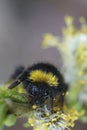 Closeup on a colorful but wed queen Early Nesting Bumble-bee, Bombus pratorum hanging onto a Salix twig