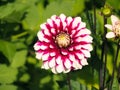 Closeup of a colorful white and fushia pink decorative double blooming Dahlia