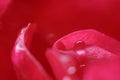 Closeup of a colorful wonderful red rose with waterdrop Royalty Free Stock Photo