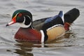 Closeup of a colorful wood duck swimming in a pond Royalty Free Stock Photo