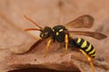 Closeup on a colorful yellow black female Gooden& x27;s nomad bee, Nomada goodeniana