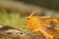 Closeup on the colorful yellow to orange European Large thorn geometer moth, Ennomos autumnaria, sitting with open wings